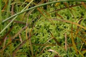 Attēlu rezultāti vaicājumam “Sphagnum tenellum”