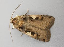 Attēlu rezultāti vaicājumam “Xestia c-nigrum”