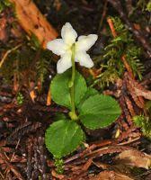 Attēlu rezultāti vaicājumam “Moneses uniflora fruit”