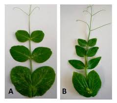 Attēlu rezultāti vaicājumam “Pisum sativum leaf”