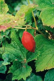 Attēlu rezultāti vaicājumam “Podophyllum hexandrum fruit”