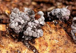 Attēlu rezultāti vaicājumam “Badhamia utricularis spores”