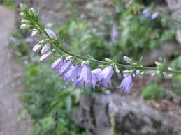 Attēlu rezultāti vaicājumam “Campanula bononiensis”