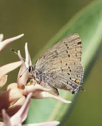 Attēlu rezultāti vaicājumam “Satyrium ilicis underside”