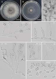 Attēlu rezultāti vaicājumam “Nectria sp., Neonectria sp.”