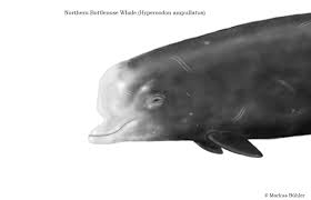 Image result for Hyperoodon ampullatus