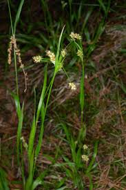 Attēlu rezultāti vaicājumam “Luzula multiflora fruit”