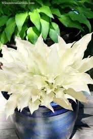 Image result for Hosta White Feather