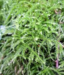 Attēlu rezultāti vaicājumam “Eurhynchium striatum”