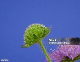 Attēlu rezultāti vaicājumam “Knautia arvensis fruit”