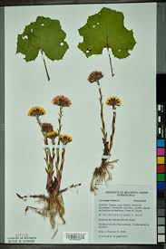 Attēlu rezultāti vaicājumam “Tussilago farfara”