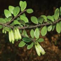 Attēlu rezultāti vaicājumam “Ericaceae”