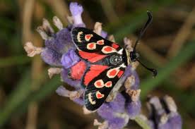 Attēlu rezultāti vaicājumam “Zygaena cocoon”