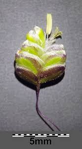 Attēlu rezultāti vaicājumam “Briza media bud”