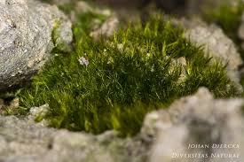 Attēlu rezultāti vaicājumam “Rhynchostegiella tenella”