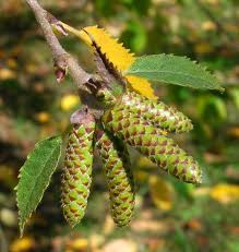 Attēlu rezultāti vaicājumam “Betula alleghaniensis”