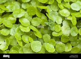 Attēlu rezultāti vaicājumam “Hydrocotyle vulgaris”