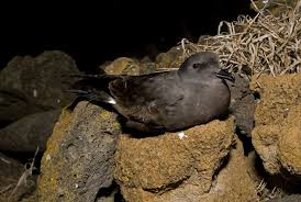 Image result for Oceanodroma castro