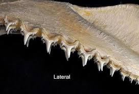 Image result for Odontaspis ferox