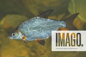 Image result for Blicca bjoerkna