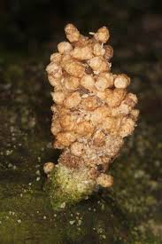 Attēlu rezultāti vaicājumam “Psychidae”