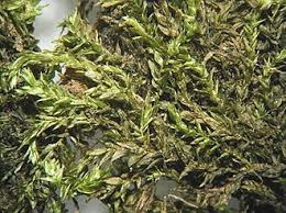 Attēlu rezultāti vaicājumam “Platyhypnidium riparioides”