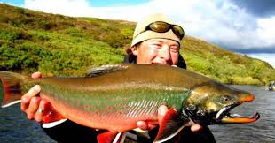 Image result for Salvelinus malma