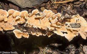 Attēlu rezultāti vaicājumam “Steccherinum ochraceum”