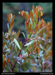 Attēlu rezultāti vaicājumam “Chamaedaphne calyculata fruit”