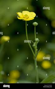 Attēlu rezultāti vaicājumam “Ranunculus lingua bud”