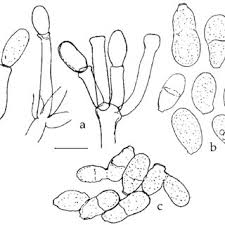 Attēlu rezultāti vaicājumam “Ophiostoma polyporicola”