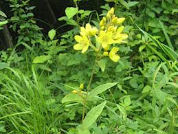 Attēlu rezultāti vaicājumam “Lysimachia vulgaris flower”