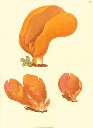 Attēlu rezultāti vaicājumam “Otidea onotica”