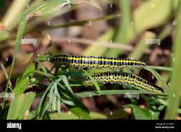 Attēlu rezultāti vaicājumam “Calophasia lunula larva”