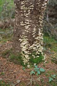 Attēlu rezultāti vaicājumam “Trichaptum abietinum”