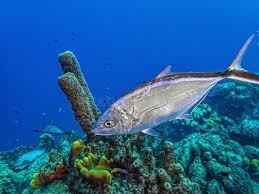 Image result for Caranx ruber