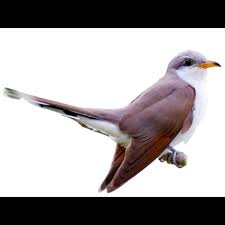 Image result for Coccyzus americanus