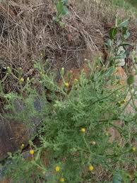 Attēlu rezultāti vaicājumam “Senecio viscosus fruit”