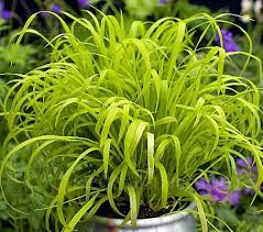 Attēlu rezultāti vaicājumam “Milium effusum flower”