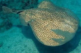 Image result for Torpedo marmorata