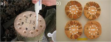 Attēlu rezultāti vaicājumam “Phlebiopsis gigantea”