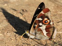 Attēlu rezultāti vaicājumam “Apatura iris female”