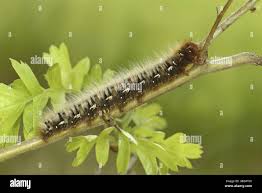 Attēlu rezultāti vaicājumam “Lasiocampa quercus”