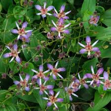 Image result for Tricyrtis `Black Beauty`