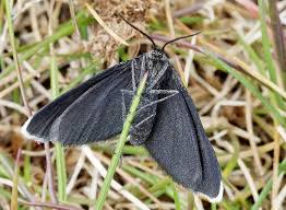 Attēlu rezultāti vaicājumam “Odezia atrata”