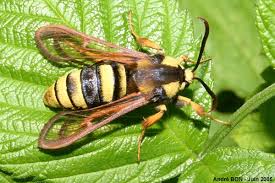 Attēlu rezultāti vaicājumam “Sesia apiformis”