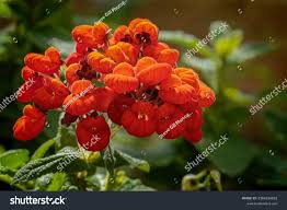 Image result for Calceolaria integrifolia