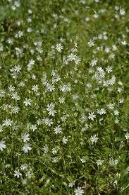 Attēlu rezultāti vaicājumam “Stellaria graminea”