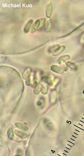 Attēlu rezultāti vaicājumam “Mutinus ravenelii”