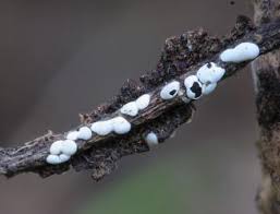 Attēlu rezultāti vaicājumam “Didymium difforme spores”